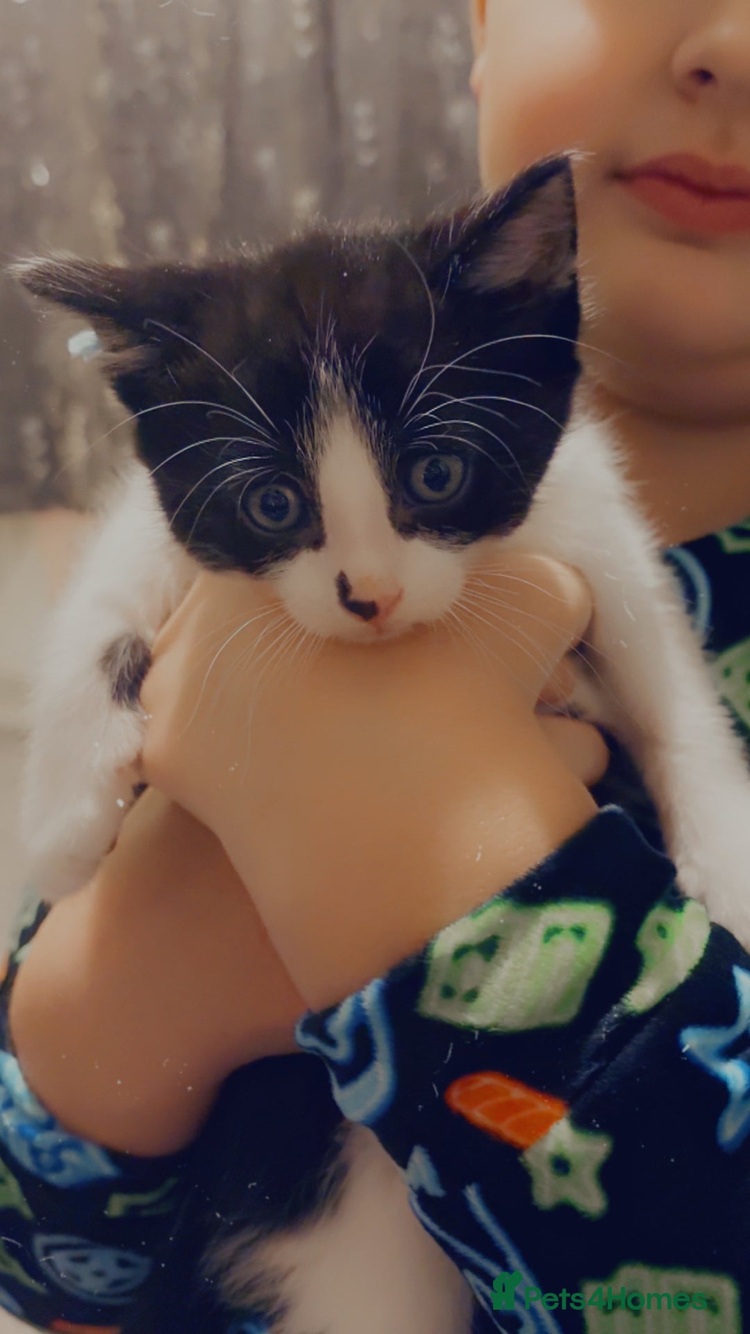 Mixed Breed cats for sale: 4 Beautiful fluffy kittens for sale - Advert 5