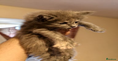Maine Coon cats - Advert 1