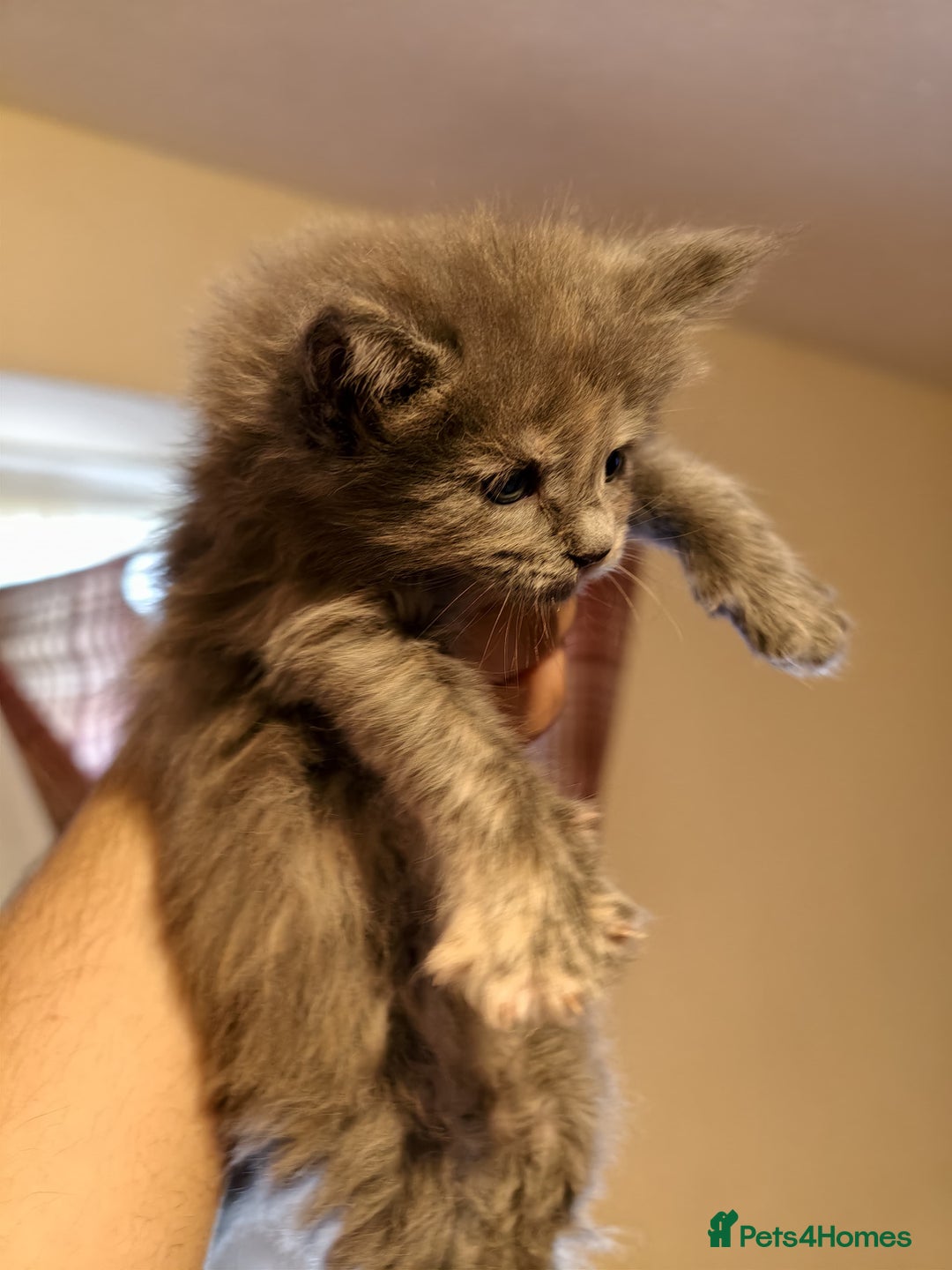 Maine Coon cats for sale: ✨Stunning Maine Coon Kittens✨ - Image 3