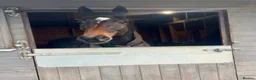 Irish Thoroughbred horses for sale: 16.2HH Irish TB Gelding - Advert 3