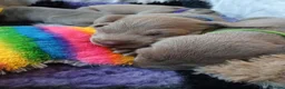 Weimaraner dogs for sale:  Beautiful KC Reg Puppies. Parents hip scored.  - Advert 25
