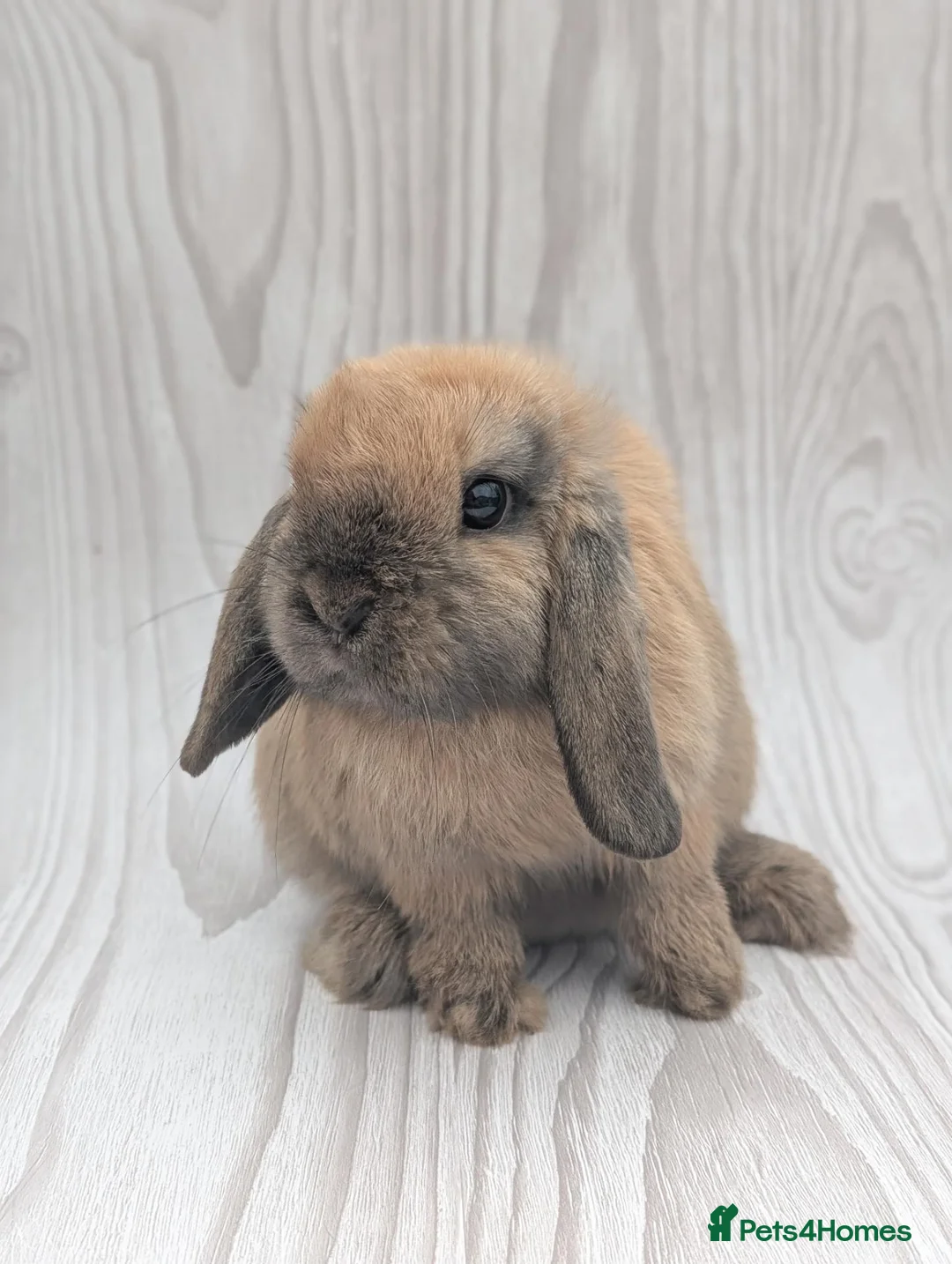 Mini Lop rabbits for sale: Mini lop sisters looking for their forever home🩷 - Advert 2