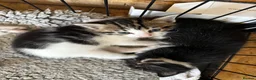 Mixed Breed cats for sale: Bengal Tiger Lily crept out for kittens - Advert 15
