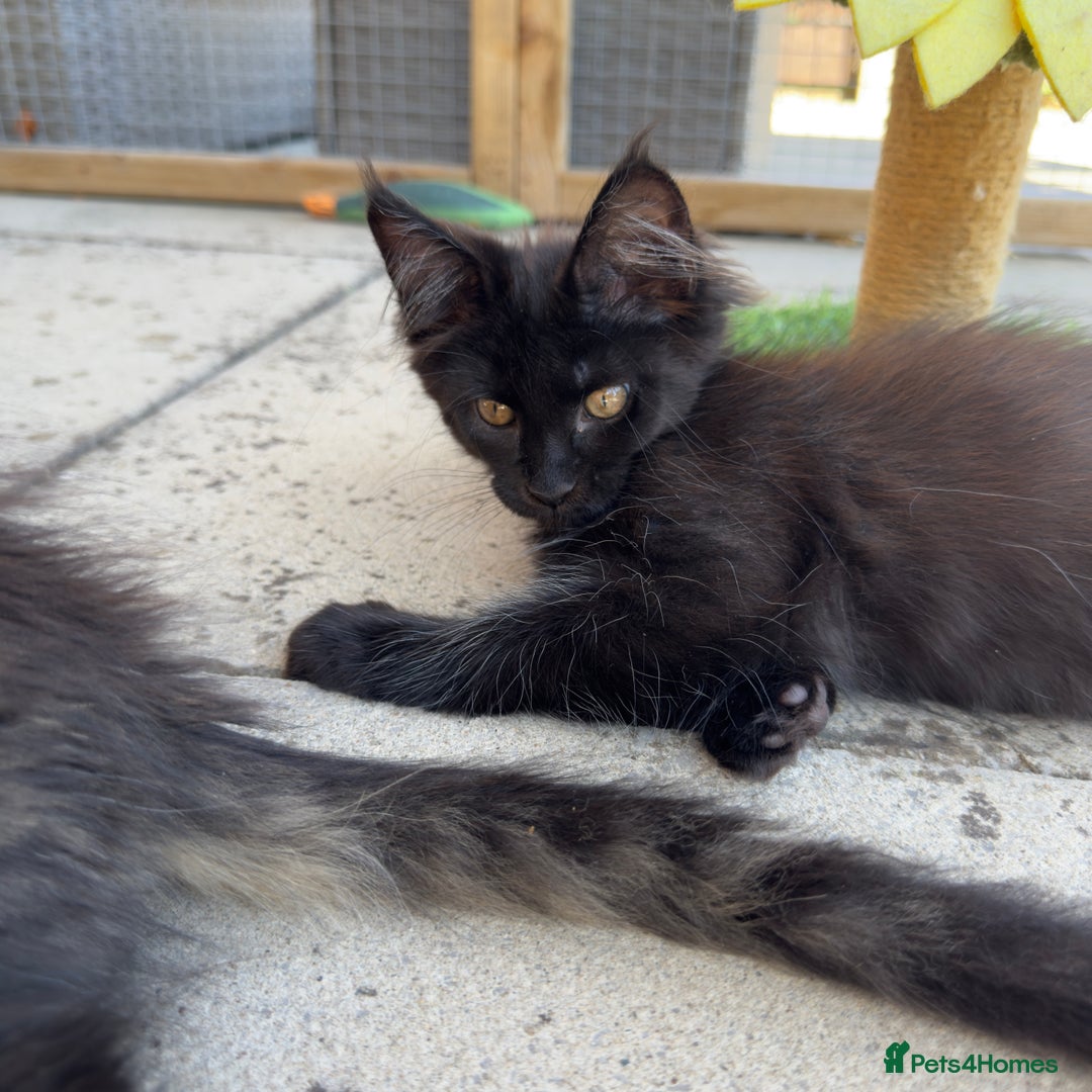 Maine Coon cats for sale: Ready Now! Conancoon GCCF Registered Maine Coon - Image 38