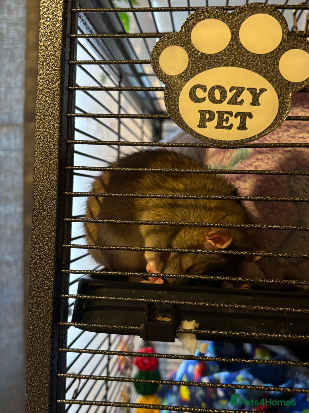 Rat rodents for sale: 3 FEMALE RATS + CAGE - Advert 10