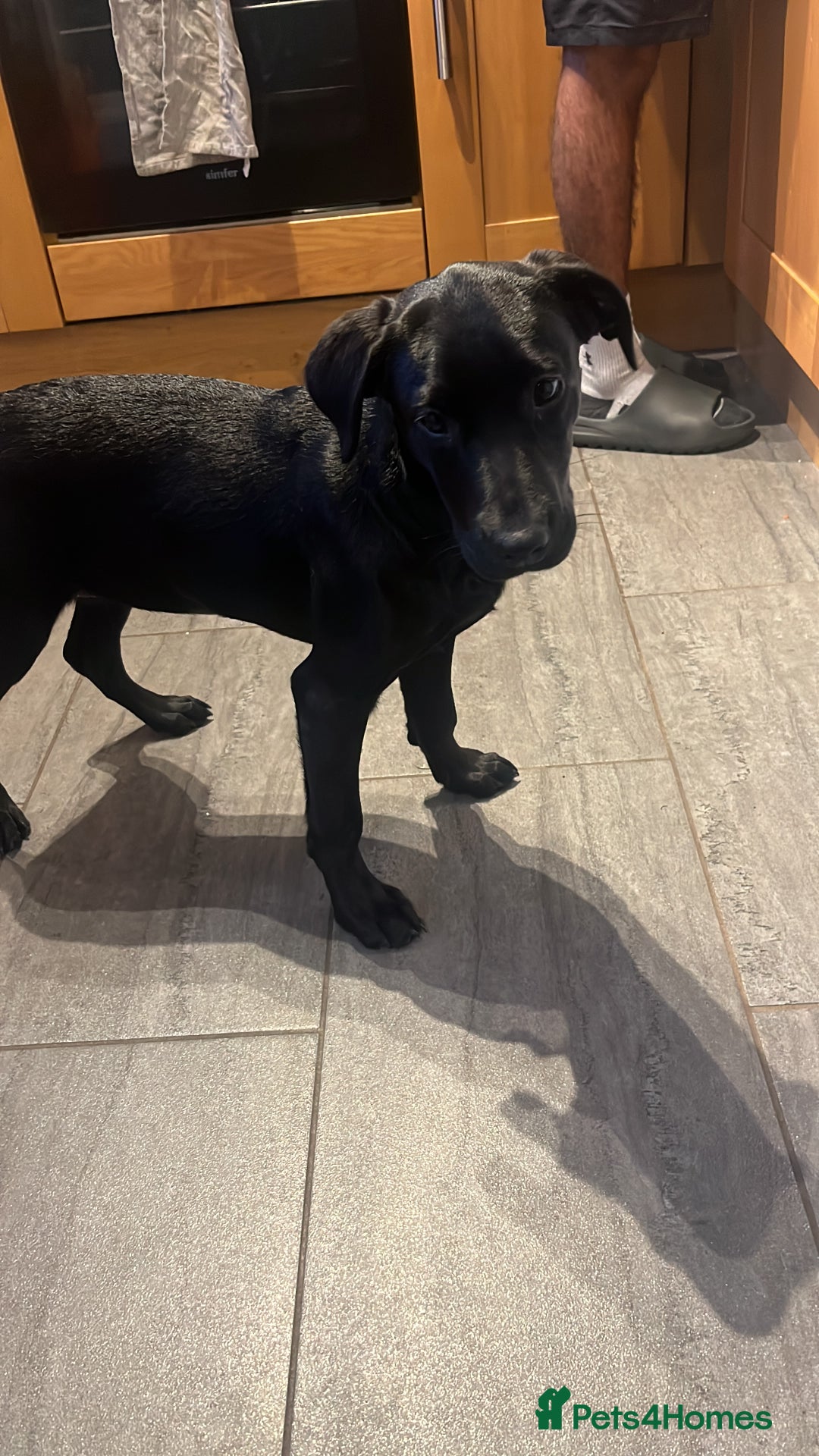 Labrador Retriever dogs for sale: Minnie - Advert 2