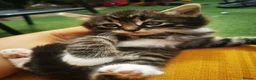 Ragdoll cats for sale: Half ragdoll kittens  in Cambridge - Advert 5