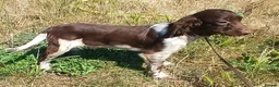 English Springer Spaniel dogs for sale: LeeLee - Advert 5