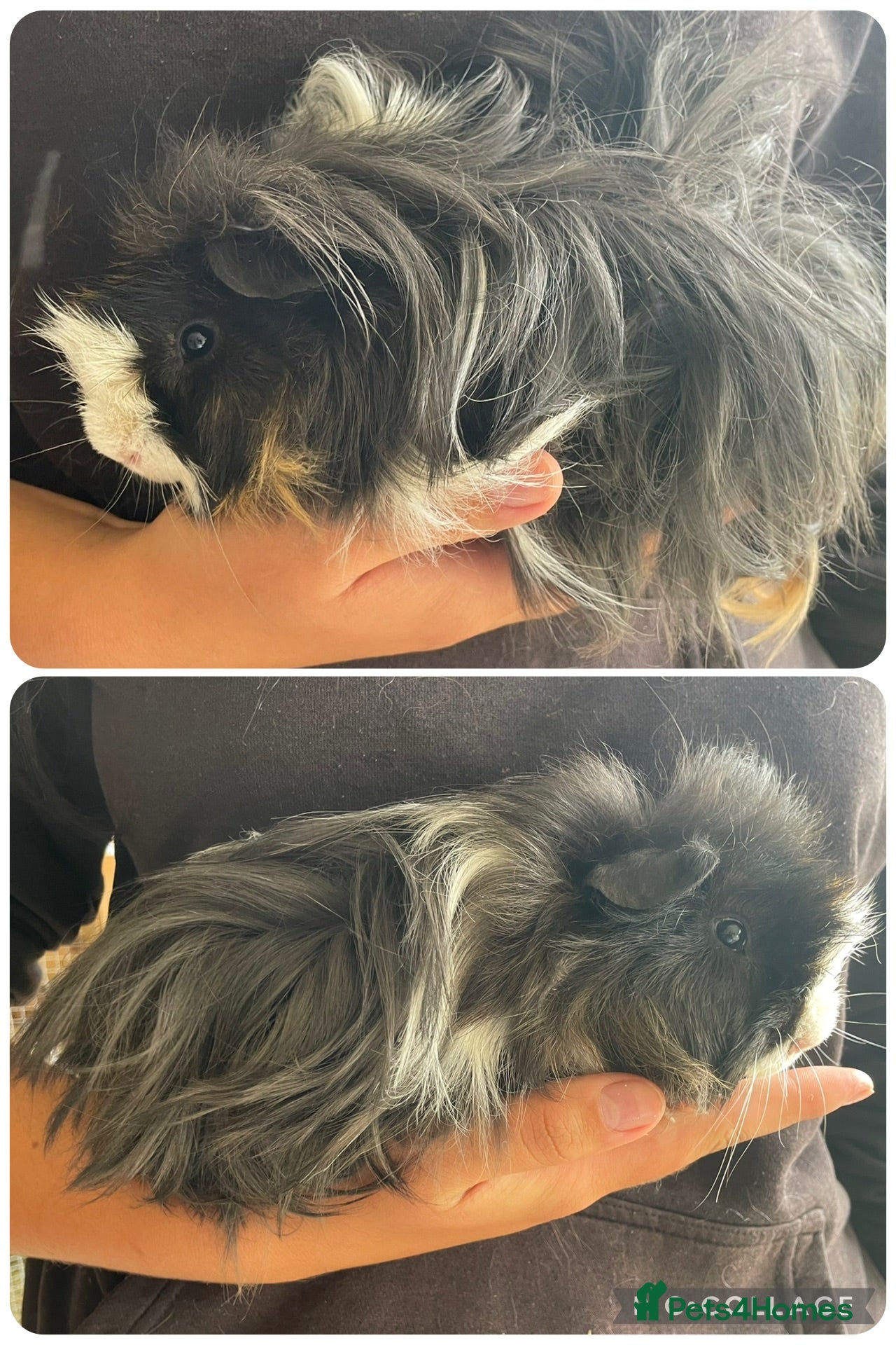 Guinea Pig rodents Baby boar guinea pigs  - Advert 6