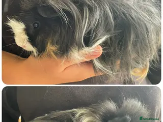Guinea Pig rodents Baby boar guinea pigs - Advert 6