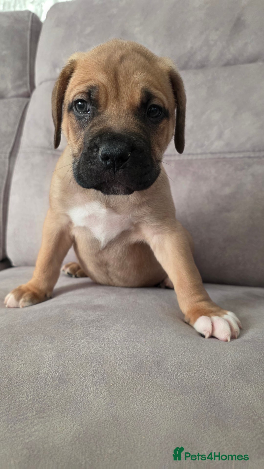 Mixed Breed dogs for sale: Adorable Bull Bordeaux Puppies  - Advert 19