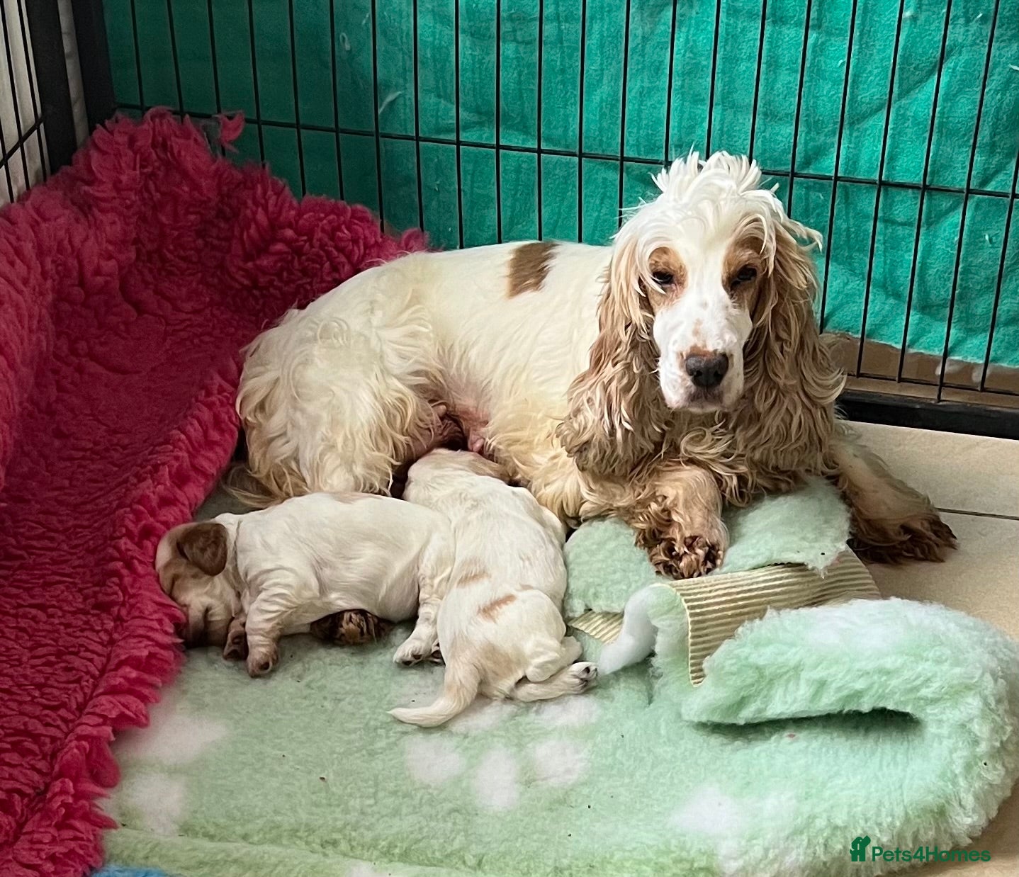 Cocker Spaniel dogs Beautiful orange roan cocker spaniel  - Advert 2