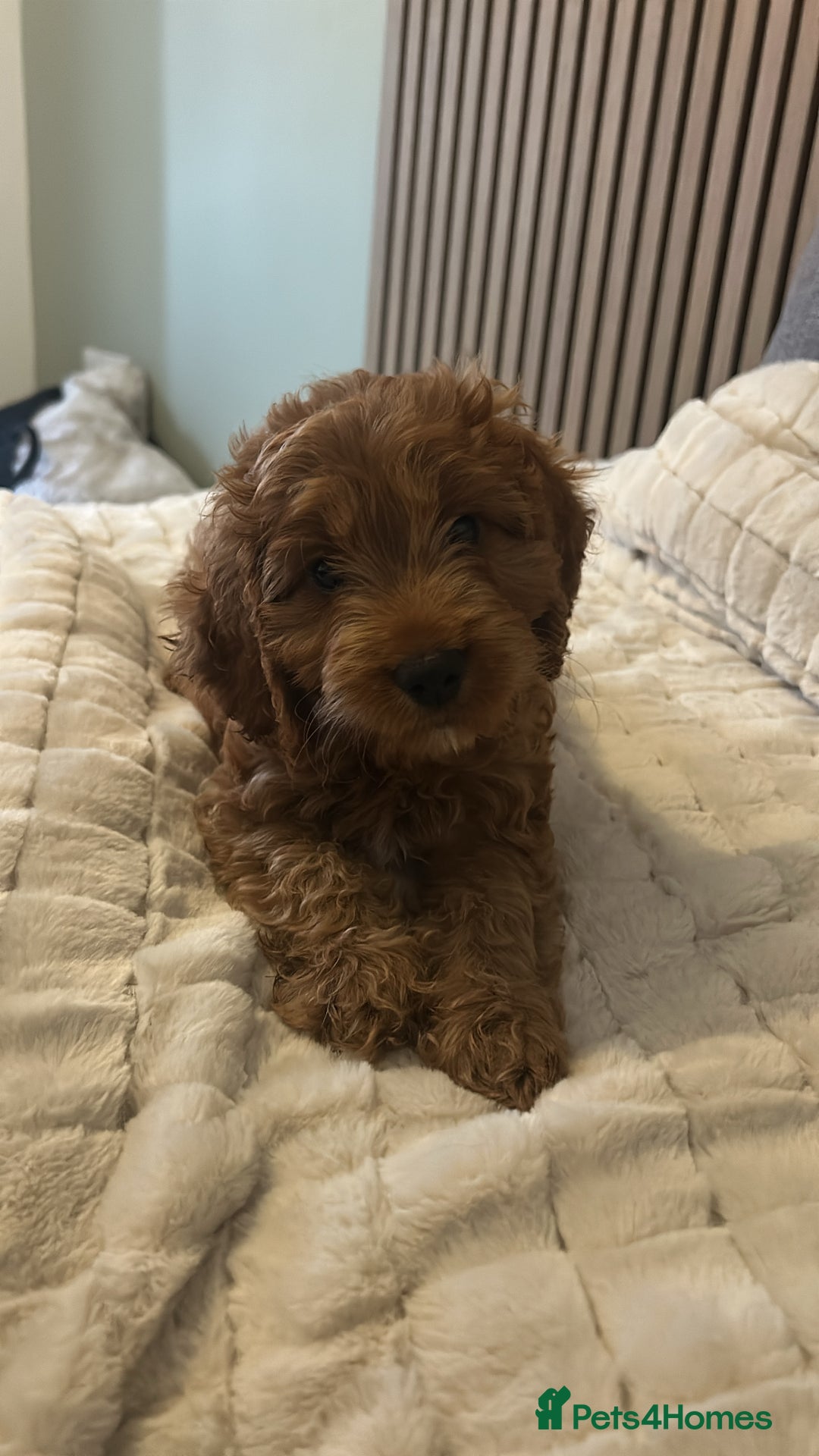 Cockapoo dogs for sale: Cockapoo F1 for sale  - Image 3