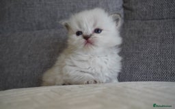 Scottish Fold cats for sale: Scottish Fold kittens  - Image 11