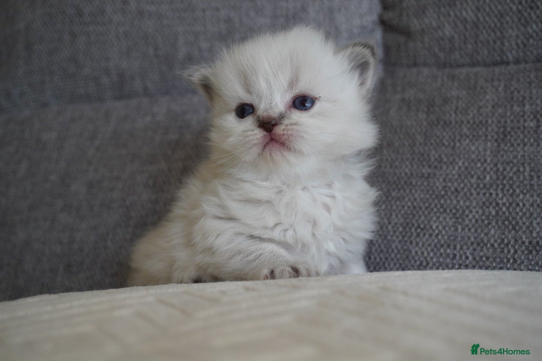 Scottish Fold cats for sale: Scottish Fold kittens  - Image 11