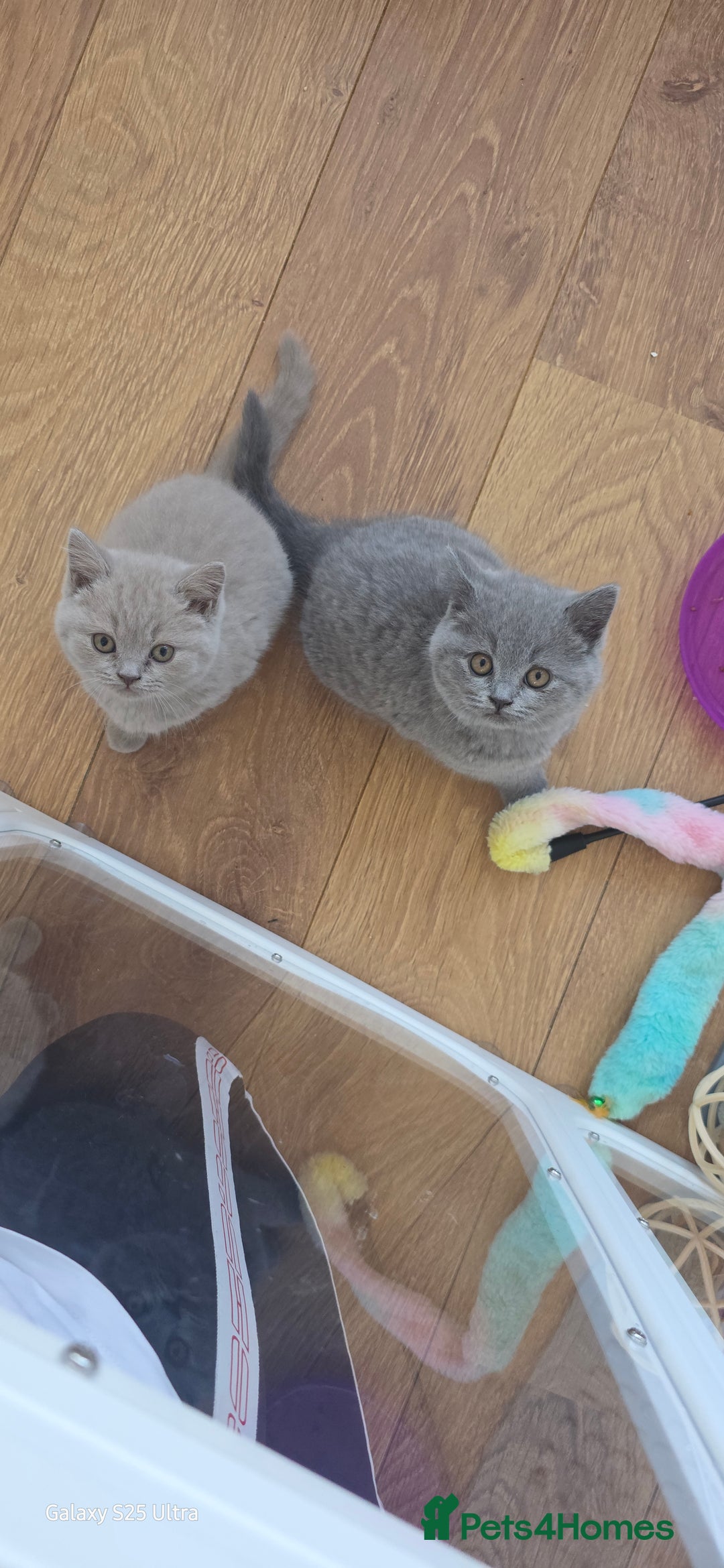 British Shorthair cats for sale: British ShortHair 🐈‍⬛ - Advert 11