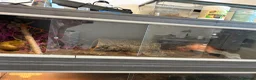 Leopard Gecko reptiles for sale: Leopard gecko  - Advert 3