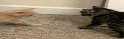 Mixed Breed cats for sale: Beautiful Kittens  - Advert 10