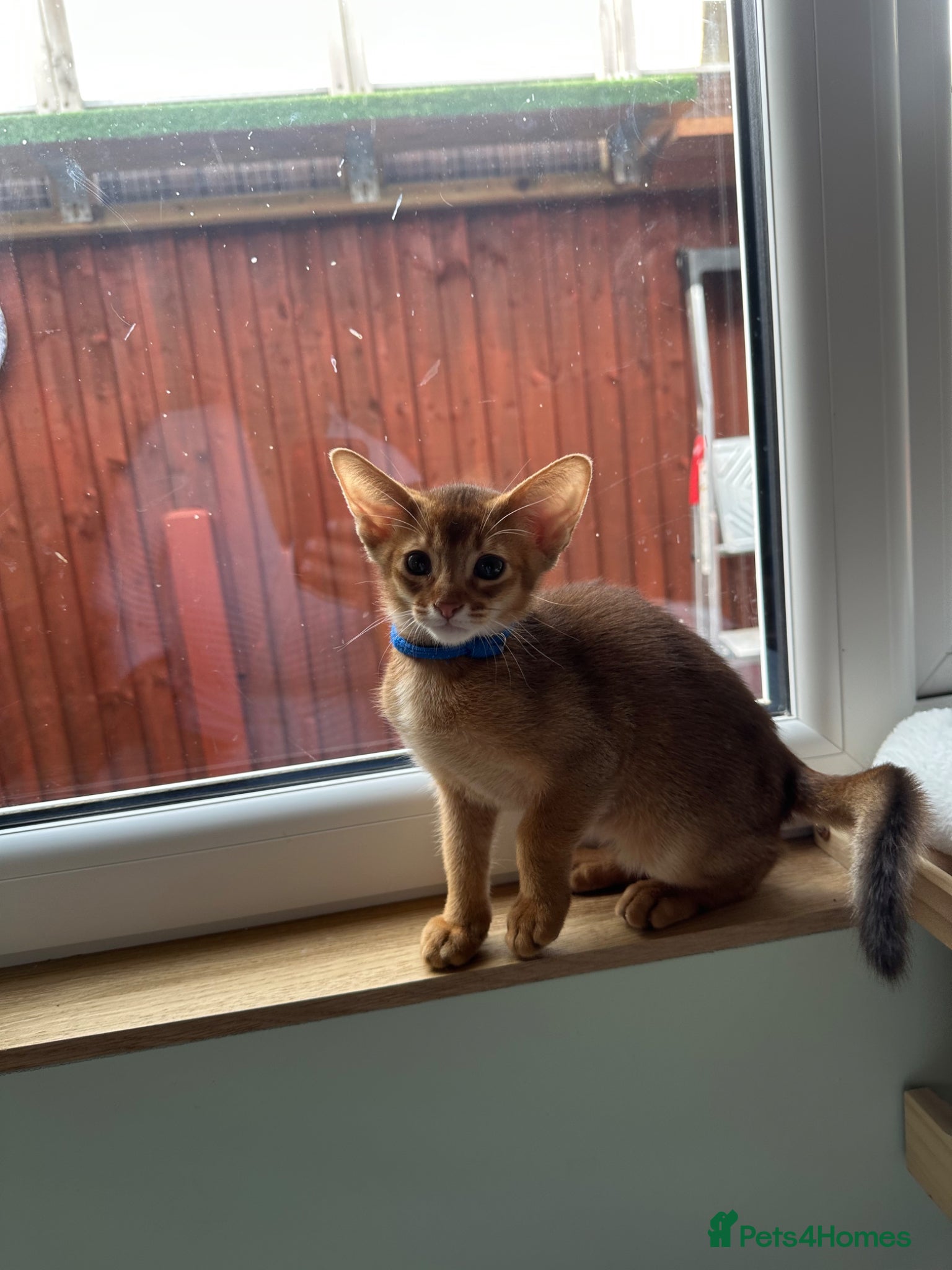 Abyssinian cats for sale: Abyssinian kittens  - Advert 11