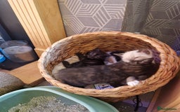 Ragamese cats for sale: 7 beautiful kitten  - Image 20