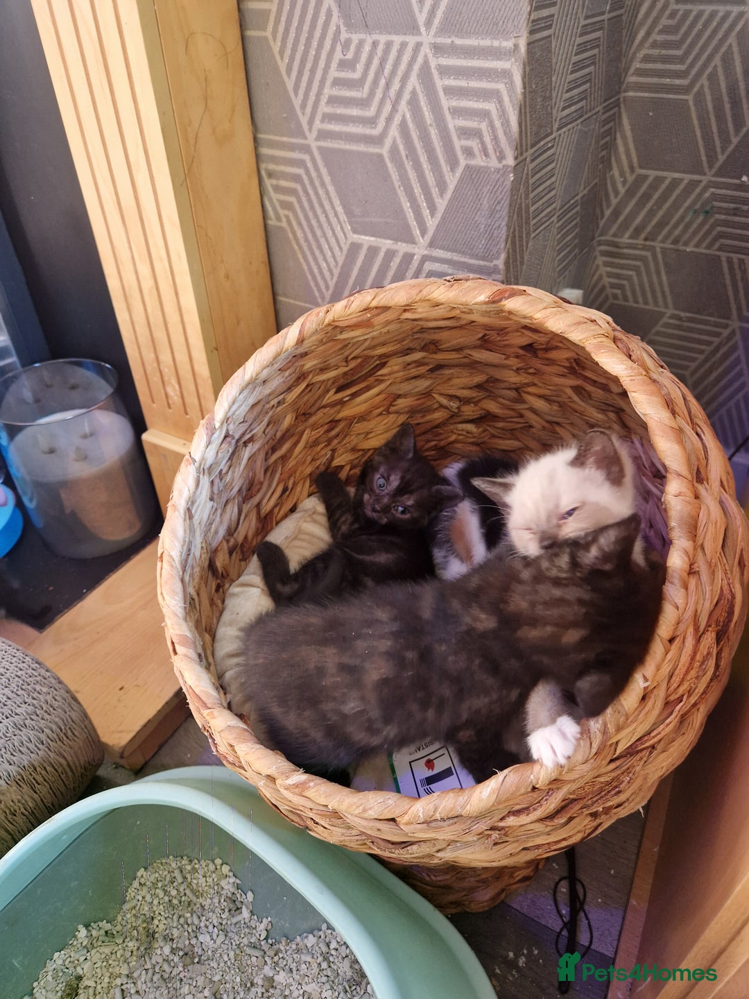 Ragamese cats for sale: 7 beautiful kitten  - Image 20