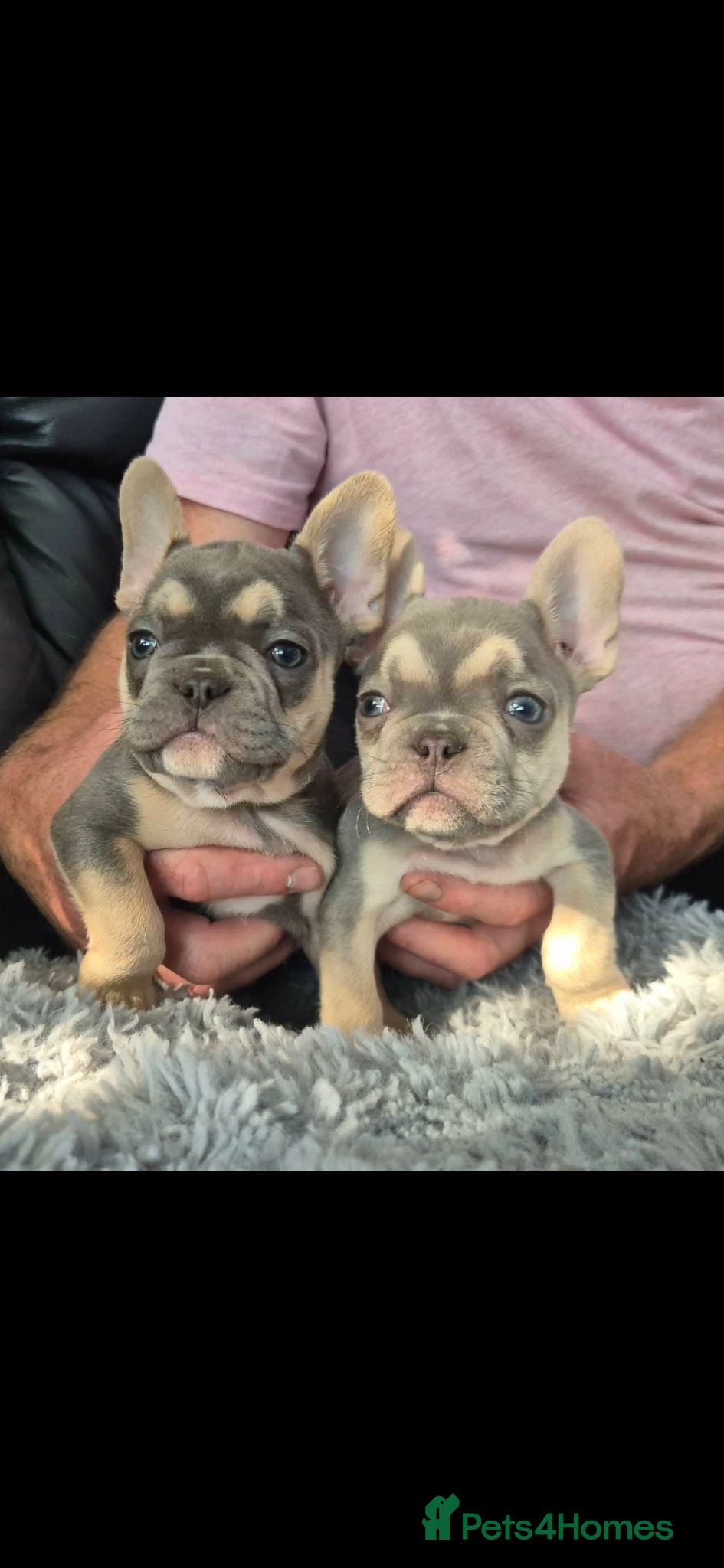 French Bulldog dogs French Fur Babies - Advert 12