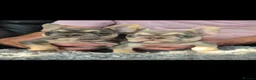 French Bulldog dogs for sale: French Fur Babies - Advert 11