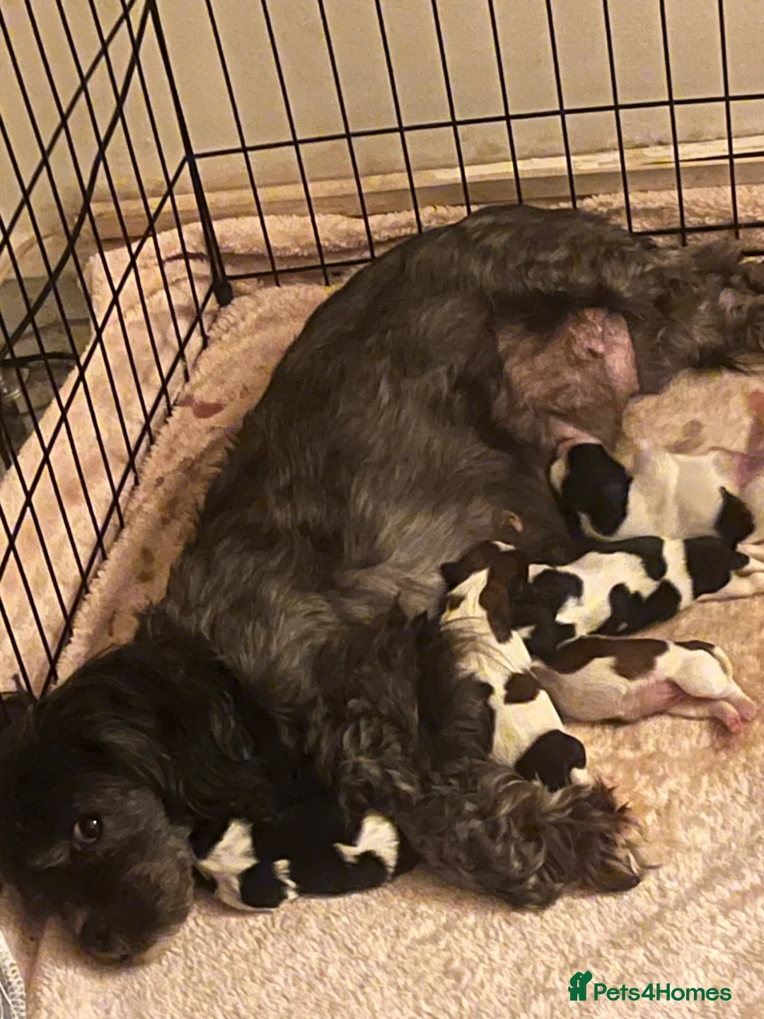 Shorkie dogs for sale: Shorkie - Advert 1