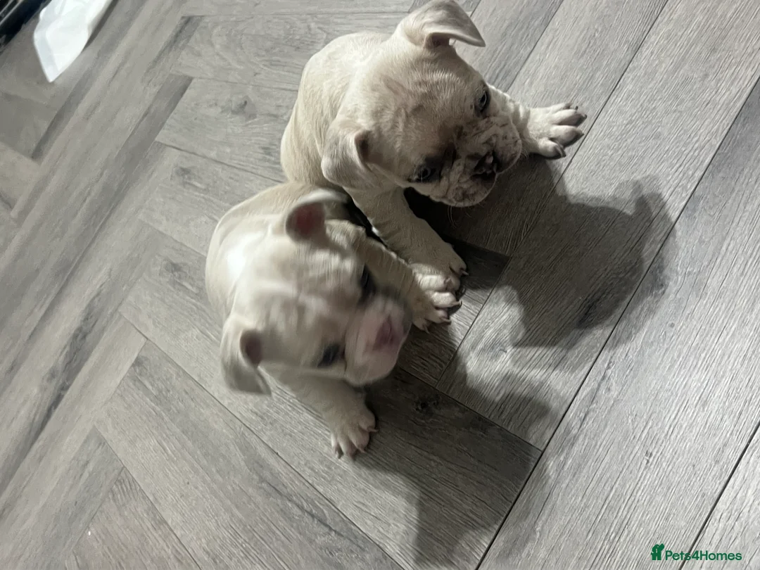 French Bulldog dogs for sale: 1 male French Bulldog Pup left  - Advert 32