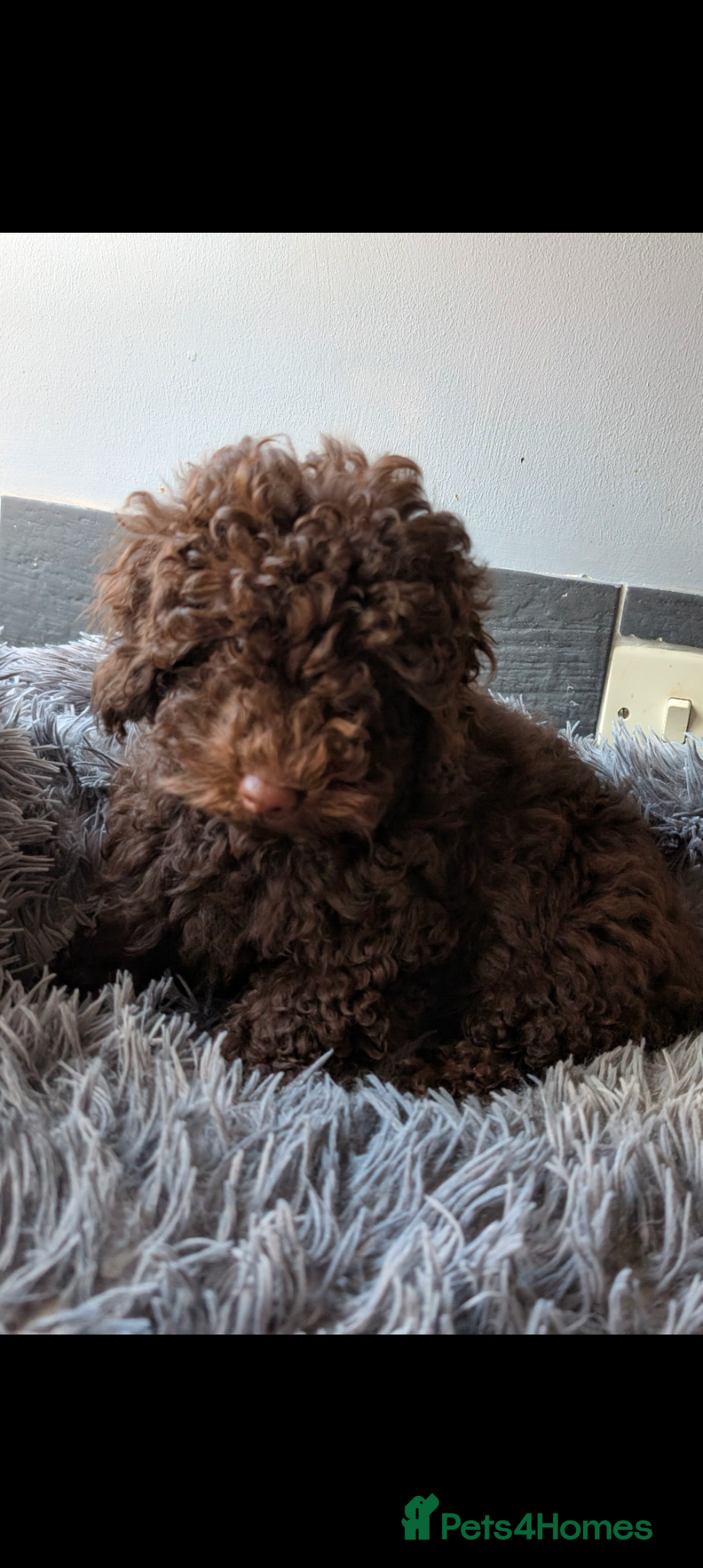Labradoodle dogs 🐾Quality F1BB Mini Labradoodle Pups🐾  - Advert 1