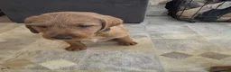 Mixed Breed dogs for sale: ALL REHOMED Vizslador Puppies  - Advert 27