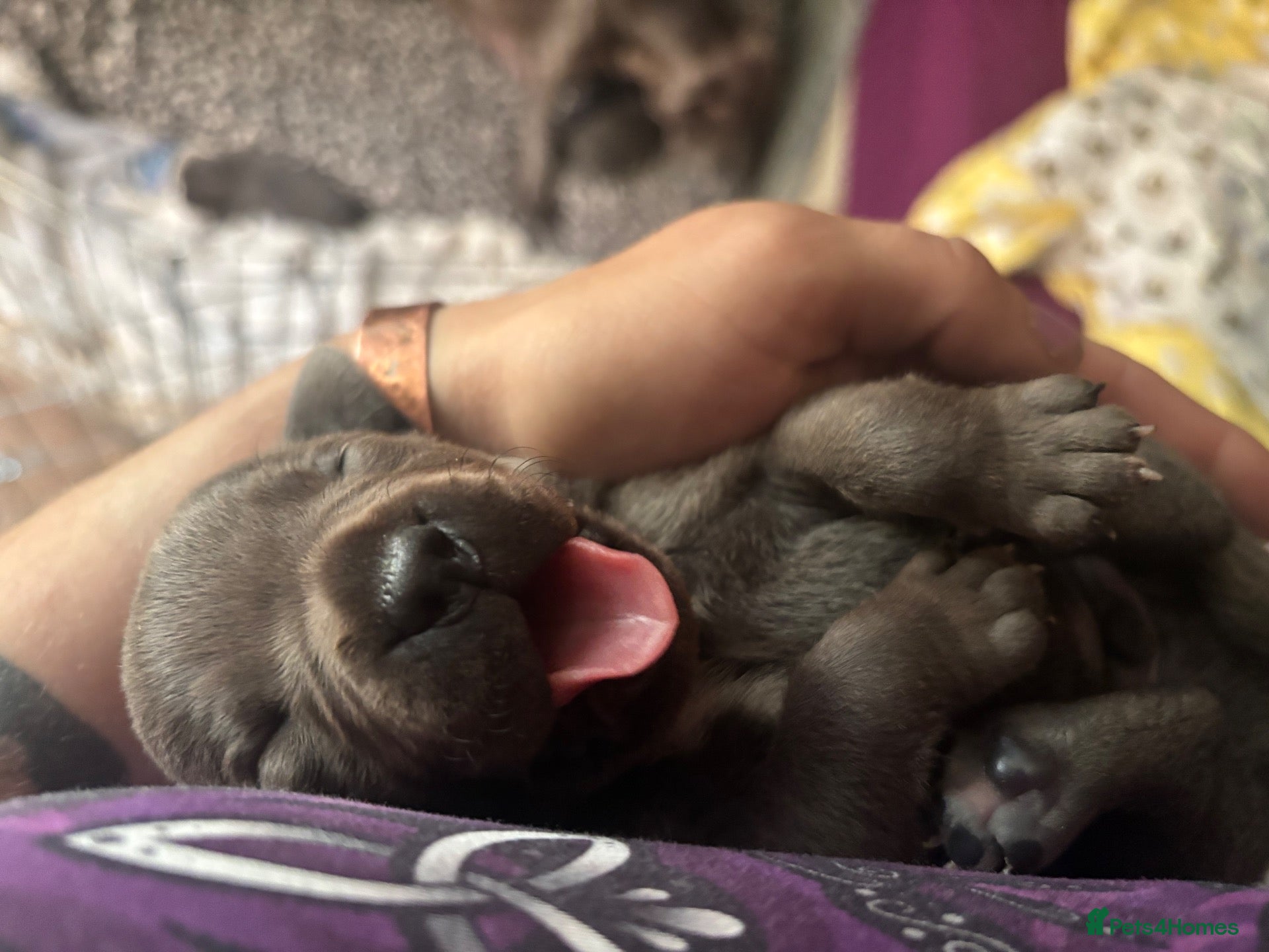 Staffordshire Bull Terrier dogs for sale: Blue Staffordshire bull terriers KC champion lines - Advert 2