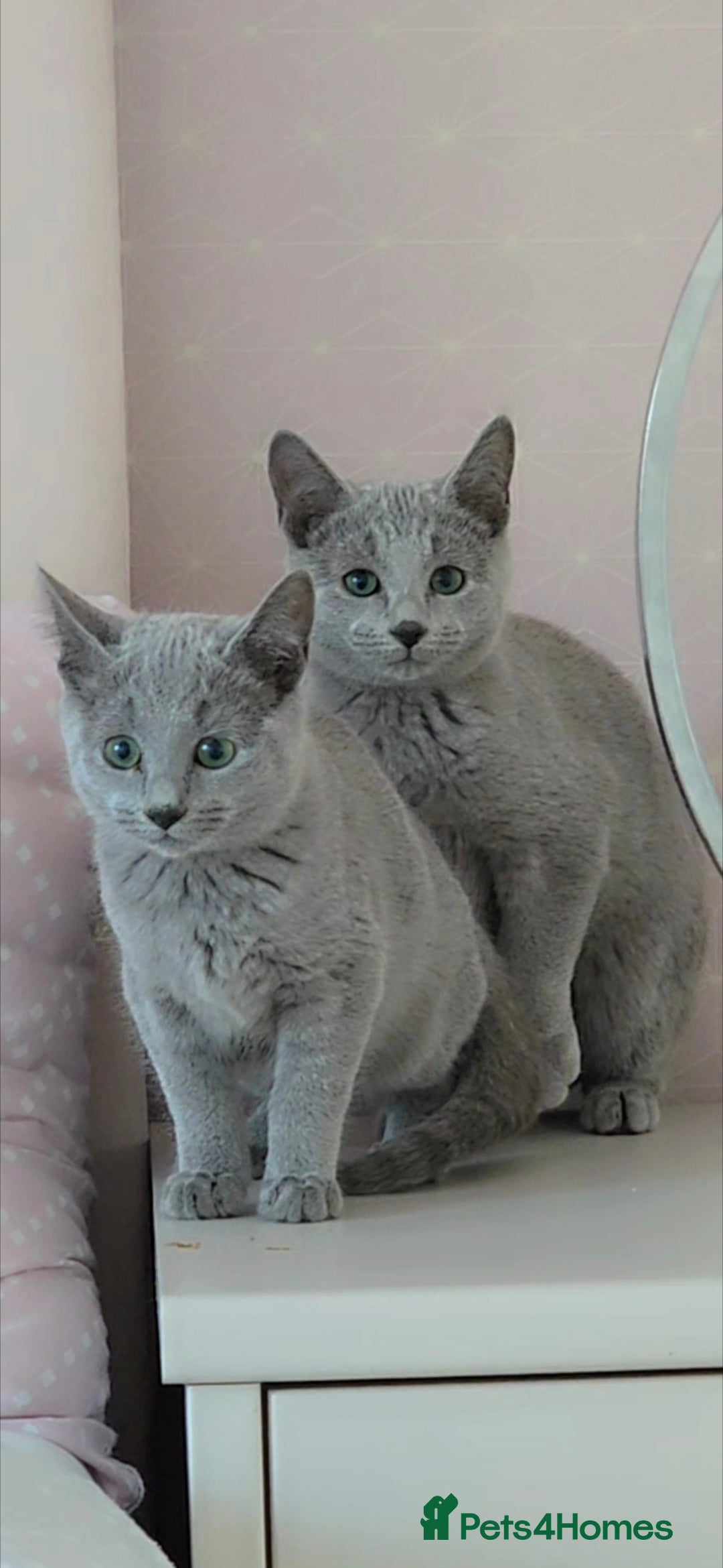 Russian Blue cats Full pedigree kittens  - Advert 2
