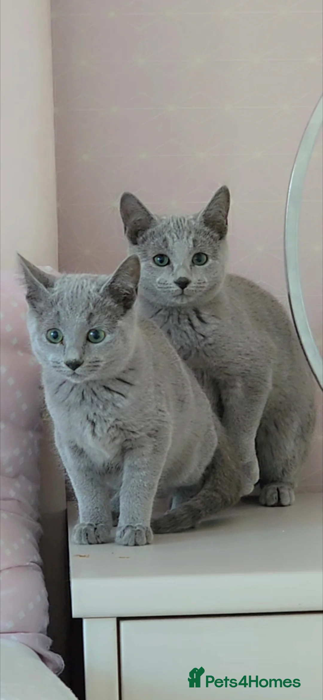 Russian Blue cats for sale: Full pedigree kittens  - Advert 1