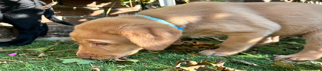 Puppy 4 yellow blue collar
