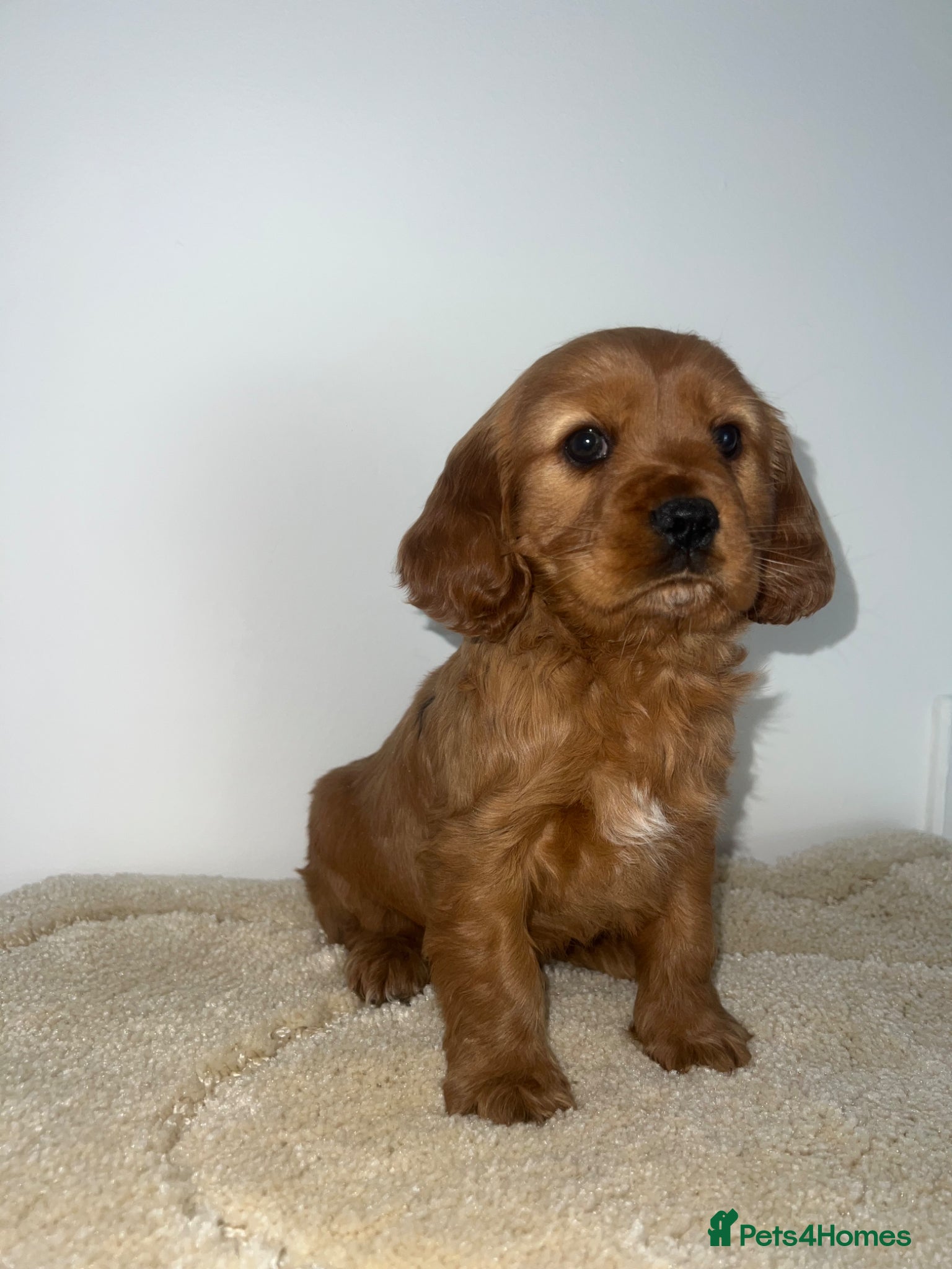 Cocker Spaniel dogs Show type cocker spaniel  - Advert 2