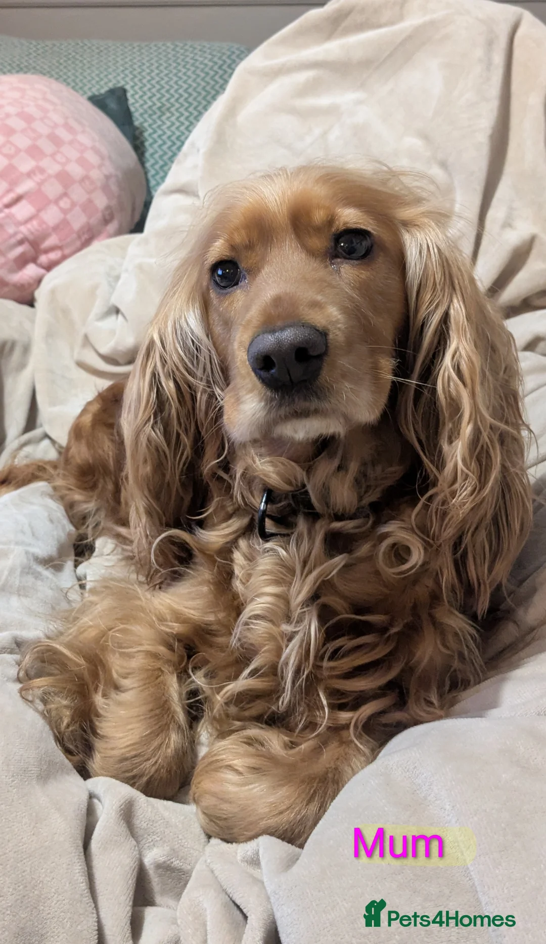 Cocker Spaniel dogs for sale: Golden show cocker spainels pups in Haywards Heath - Advert 2