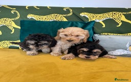 Cockapoo dogs for sale: F1 cocapoos - Image 3
