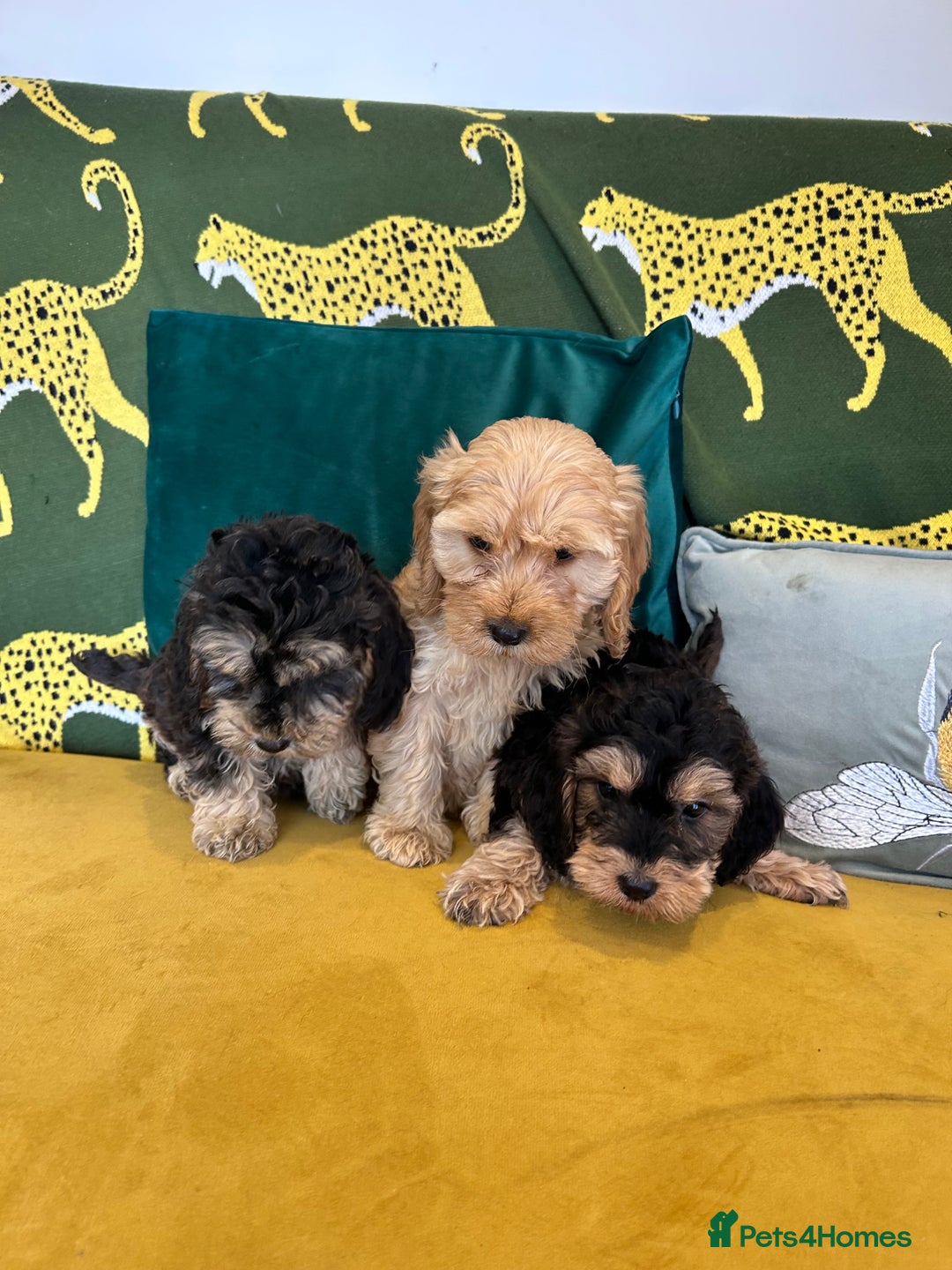 Cockapoo dogs for sale: F1 cocapoos - Image 3
