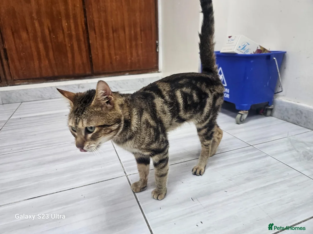 Mixed Breed cats for adoption: JIA-HEALTHY -NEUTERED- VACCINATED- MICROCHIPPED  - Advert 2