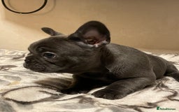 French Bulldog dogs for sale: French bulldog puppy’s  - Image 11