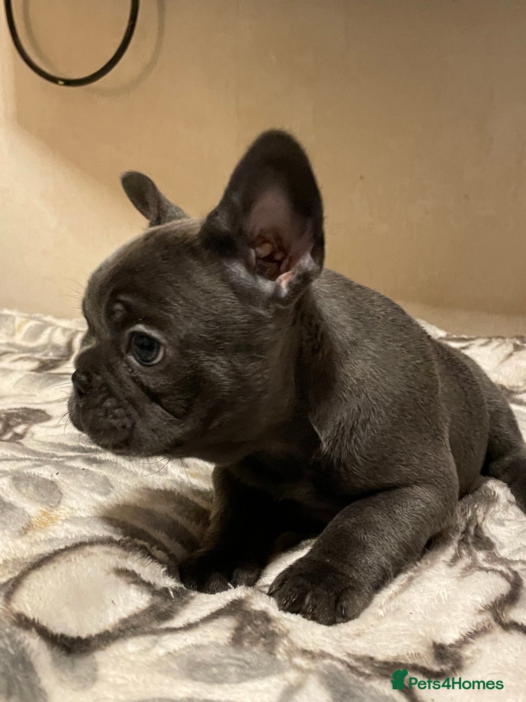 French Bulldog dogs for sale: French bulldog puppy’s  - Image 11