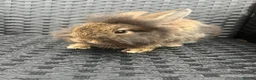 Mini Lion Lop rabbits for sale: Ready to go lionhead lops now reduced - Advert 10