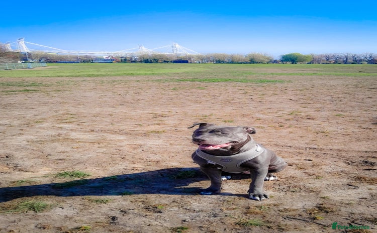 Mixed Breed dogs Lola needs a new home ! - Advert 1