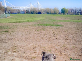 Mixed Breed dogs Lola needs a new home ! - Advert 1