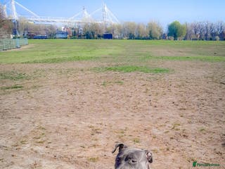 Mixed Breed dogs Lola needs a new home ! - Advert 10