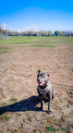 Mixed Breed dogs Lola needs a new home ! - Advert 1