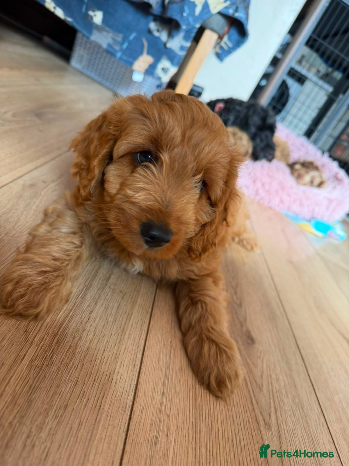 Cockapoo dogs 1 boy loving Cockapoo ready now  - Advert 3