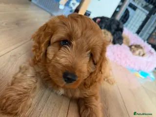 Cockapoo dogs 1 boy loving Cockapoo ready now - Advert 3