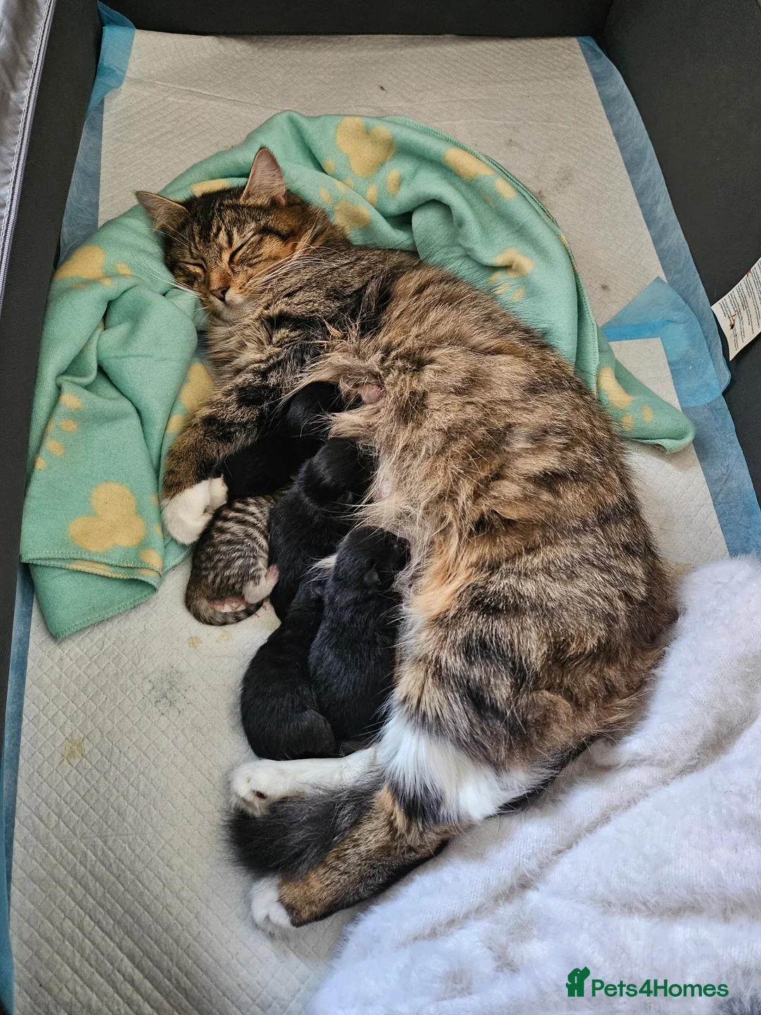 Mixed Breed cats for sale: Last little kitten looking for her home. in Rotherham - Advert 2